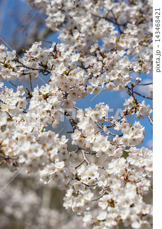 満開の桜が画面いっぱいに広がる、春の美しい花々のテクスチャ 143468421