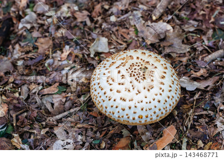 秋の広葉樹林に自生するフクロツルタケ 秋の広葉樹林に自生するフクロツルタケ 143468771