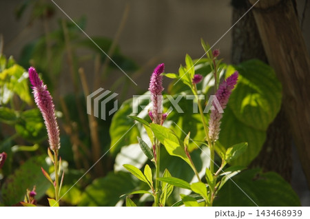ケイトウの花 ケイトウの花 143468939