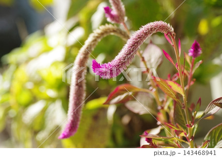 ケイトウの花 ケイトウの花 143468941