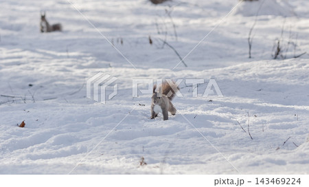 エゾリス 冬 雪 エゾリス 冬 雪 143469224