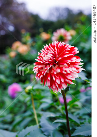 夏のガーデンで美しく咲く白い線の入った赤いダリアの花 夏のガーデンで美しく咲く白い線の入った赤いダリアの花 143469487