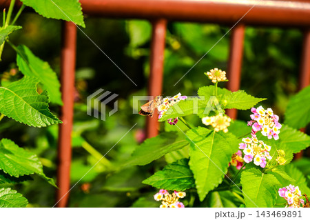ランタナの花で蜜を吸っているチャバネセセリ ランタナの花で蜜を吸っているチャバネセセリ 143469891