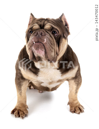 american bully in studio 143470012