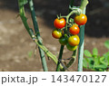 家庭菜園でミニトマトが成熟する様子 家庭菜園でミニトマトが成熟する様子 143470127