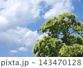 栗の木に咲いて満開になった様子 栗の木に咲いて満開になった様子 143470128