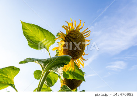 Vibrant sunflowers stretch toward the sky, their golden petals glowing brightly as the sun sets, illuminating their beauty with warm light 143470982