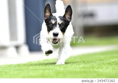 ドッグランで遊ぶ愛犬 ジャックラッセルテリア(ブロークン) ドッグランで遊ぶ愛犬 ジャックラッセルテリア(ブロークン) 143471162