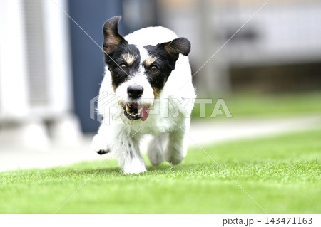 ドッグランで遊ぶ愛犬 ジャックラッセルテリア(ブロークン) ドッグランで遊ぶ愛犬 ジャックラッセルテリア(ブロークン) 143471163