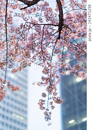 高層ビルを背景に咲くピンクの桜 高層ビルを背景に咲くピンクの桜 143471298