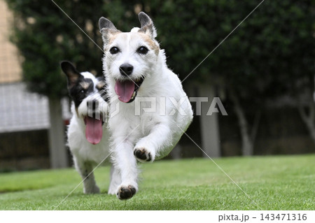 ドッグランで遊ぶ2匹の愛犬 ジャックラッセルテリア ドッグランで遊ぶ2匹の愛犬 ジャックラッセルテリア 143471316
