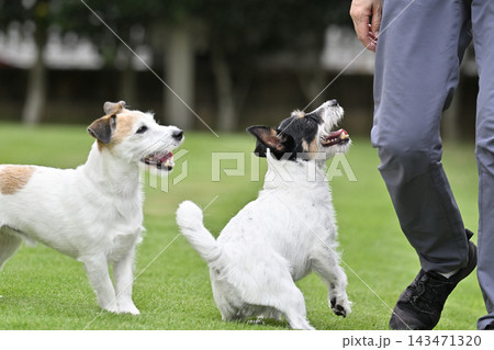 ドッグランで遊ぶ2匹の愛犬 ジャックラッセルテリア ドッグランで遊ぶ2匹の愛犬 ジャックラッセルテリア 143471320