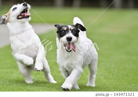 ドッグランで遊ぶ2匹の愛犬 ジャックラッセルテリア ドッグランで遊ぶ2匹の愛犬 ジャックラッセルテリア 143471321