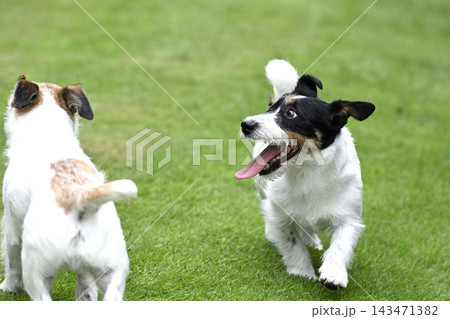 ドッグランで遊ぶ2匹の愛犬 ジャックラッセルテリア ドッグランで遊ぶ2匹の愛犬 ジャックラッセルテリア 143471382