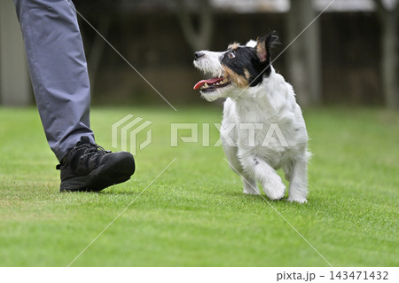 ドッグランで遊ぶ愛犬 ジャックラッセルテリア(ブロークン) ドッグランで遊ぶ愛犬 ジャックラッセルテリア(ブロークン) 143471432