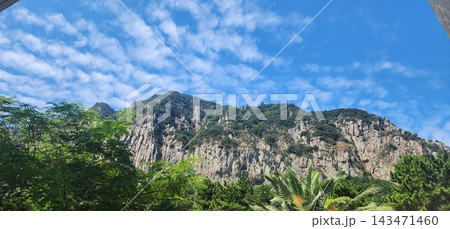 green trees on the mountain 143471460
