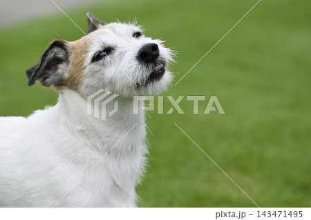 見上げる愛犬 アイコンタクト ジャックラッセルテリア(スムースコート) 見上げる愛犬 アイコンタクト ジャックラッセルテリア(スムースコート) 143471495