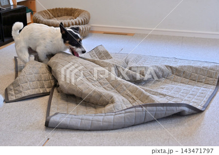 リビングの絨毯をいたずらする愛犬　ジャックラッセルテリア 143471797