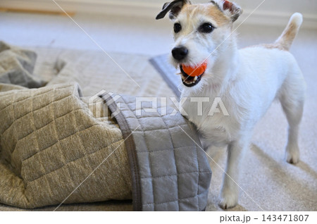 リビングの絨毯をいたずらする愛犬 ジャックラッセルテリア リビングの絨毯をいたずらする愛犬 ジャックラッセルテリア 143471807