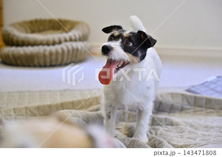 リビングの絨毯をいたずらする愛犬 ジャックラッセルテリア リビングの絨毯をいたずらする愛犬 ジャックラッセルテリア 143471808