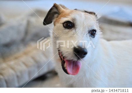 リビングの絨毯をいたずらする愛犬　ジャックラッセルテリア 143471811
