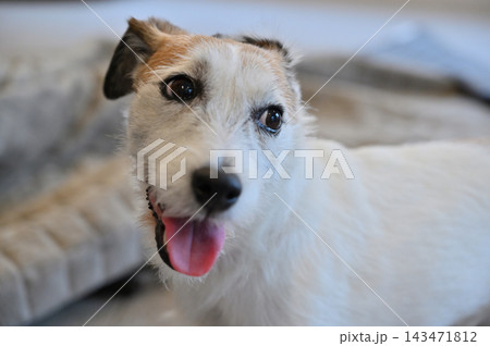 リビングの絨毯をいたずらする愛犬 ジャックラッセルテリア リビングの絨毯をいたずらする愛犬 ジャックラッセルテリア 143471812