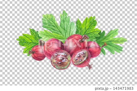 Fresh red gooseberry composition with whole berries, half slices and green leaves. Isolated hand drawn watercolor illustration element for organic fruit food packaging art Fresh red gooseberry composition with whole berries, half slices and green leaves. Isolated hand drawn watercolor illustration element for organic fruit food packaging art 143471983