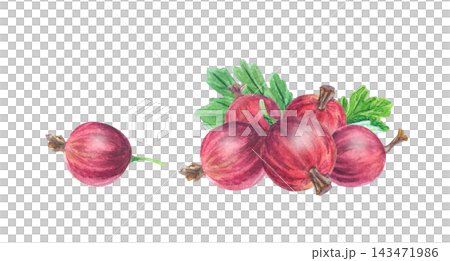 Fresh red gooseberries composition with small group and single berry. Hand drawn watercolor botanical illustration isolated for sweet food jam packaging Fresh red gooseberries composition with small group and single berry. Hand drawn watercolor botanical illustration isolated for sweet food jam packaging 143471986