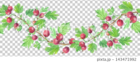 Seamless watercolor border of red gooseberry branches with green leaves and berries. Isolated horizontal botanical pattern element for jam packaging art Seamless watercolor border of red gooseberry branches with green leaves and berries. Isolated horizontal botanical pattern element for jam packaging art 143471992