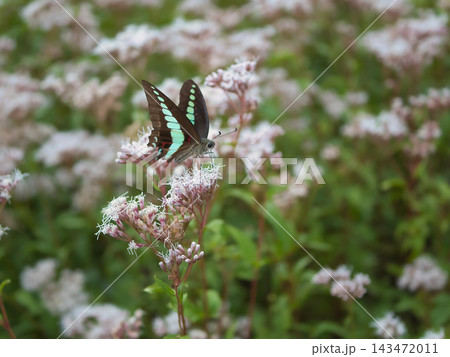 10月に美しく咲いた可憐なフジバカマの花で蜜を吸うアオスジアゲハ 143472011
