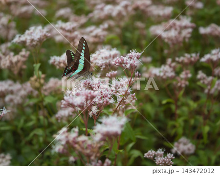 10月に美しく咲いた可憐なフジバカマの花で蜜を吸うアオスジアゲハ 10月に美しく咲いた可憐なフジバカマの花で蜜を吸うアオスジアゲハ 143472012