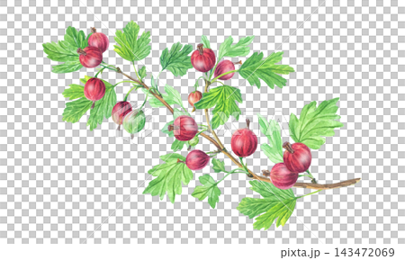 Watercolor gooseberry branch with ripe red berries and green leaves. Isolated hand drawn botanical illustration. Detailed realistic drawing Watercolor gooseberry branch with ripe red berries and green leaves. Isolated hand drawn botanical illustration. Detailed realistic drawing 143472069