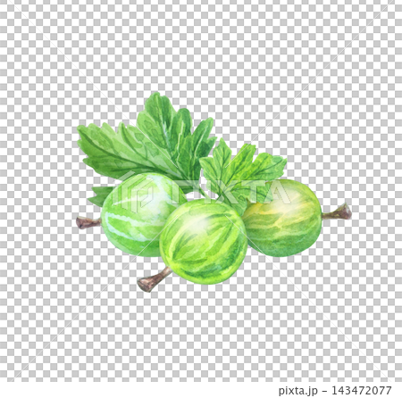 Hand drawn watercolor fresh green gooseberries with leaves. Isolated botanical illustration element for organic food packaging art. Detailed realistic drawing Hand drawn watercolor fresh green gooseberries with leaves. Isolated botanical illustration element for organic food packaging art. Detailed realistic drawing 143472077