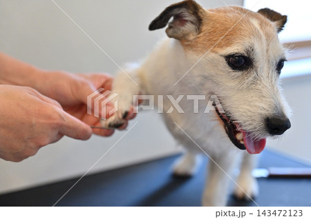 犬の爪のお手入れ・爪切り・ヤスリ ペットトリミング ジャックラッセルテリア 犬の爪のお手入れ・爪切り・ヤスリ ペットトリミング ジャックラッセルテリア 143472123