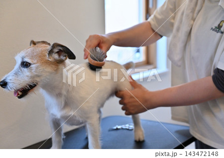 犬のお手入れ・トリミング・ブラッシング・グルーミング　ジャックラッセルテリア 143472148