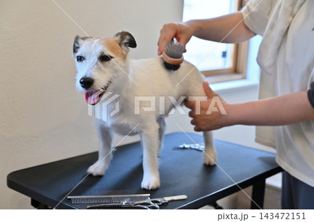 犬のお手入れ・トリミング・ブラッシング・グルーミング　ジャックラッセルテリア 143472151