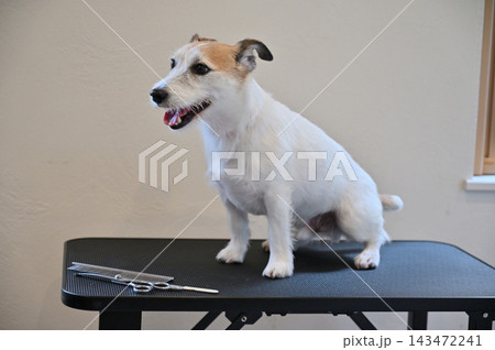 犬のお手入れ・トリミング　ジャックラッセルテリア 143472241