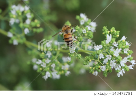 春の庭に咲く白い小さなオレガノの花の蜜を吸うミツバチ 143472781