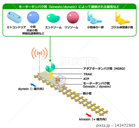 トコンドリアやエンドソーム等の細胞内物質輸送イメージイラスト 143472905