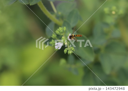 春の庭に咲く白い小さなオレガノの花の蜜を吸うミナミヒメヒラタアブ 143472948
