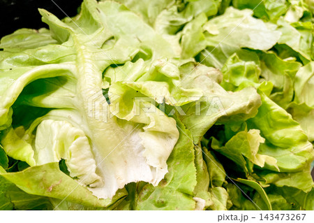 Lettuce leaves in basket at grocery store, fruits and vegetables sold at market Lettuce leaves in basket at grocery store, fruits and vegetables sold at market 143473267