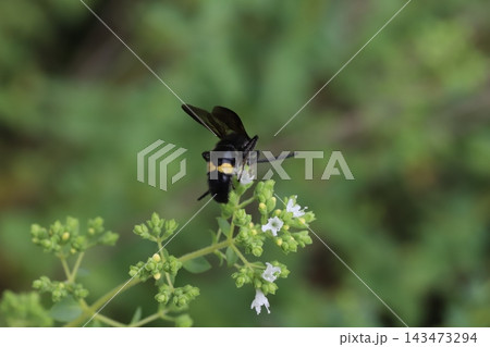 春の庭に咲く白い小さなオレガノの花の蜜を吸うキオビツチバチ 春の庭に咲く白い小さなオレガノの花の蜜を吸うキオビツチバチ 143473294