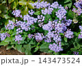 初夏のガーデンで美しく咲くカッコウアザミの花 143473524