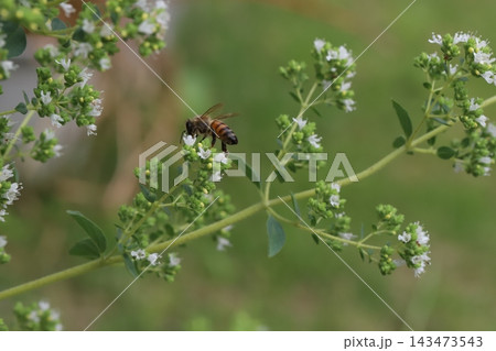 春の庭に咲く白い小さなオレガノの花の蜜を吸うミツバチ 春の庭に咲く白い小さなオレガノの花の蜜を吸うミツバチ 143473543