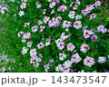 ガーデンでたくさんの花を咲かせるバーベナの花 143473547