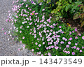 ガーデンでたくさんの花を咲かせるバーベナの花 143473549