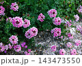 ガーデンでたくさんの花を咲かせるバーベナの花 143473550
