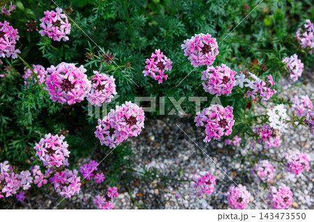 ガーデンでたくさんの花を咲かせるバーベナの花 ガーデンでたくさんの花を咲かせるバーベナの花 143473550