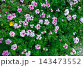 ガーデンでたくさんの花を咲かせるバーベナの花 143473552