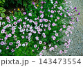 ガーデンでたくさんの花を咲かせるバーベナの花 143473554
